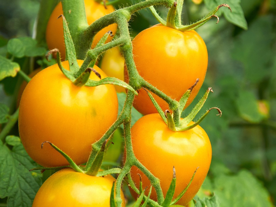 Одно семечко в ноябре — и в вашей теплице весной вырастут небоскребы с золотыми помидорами