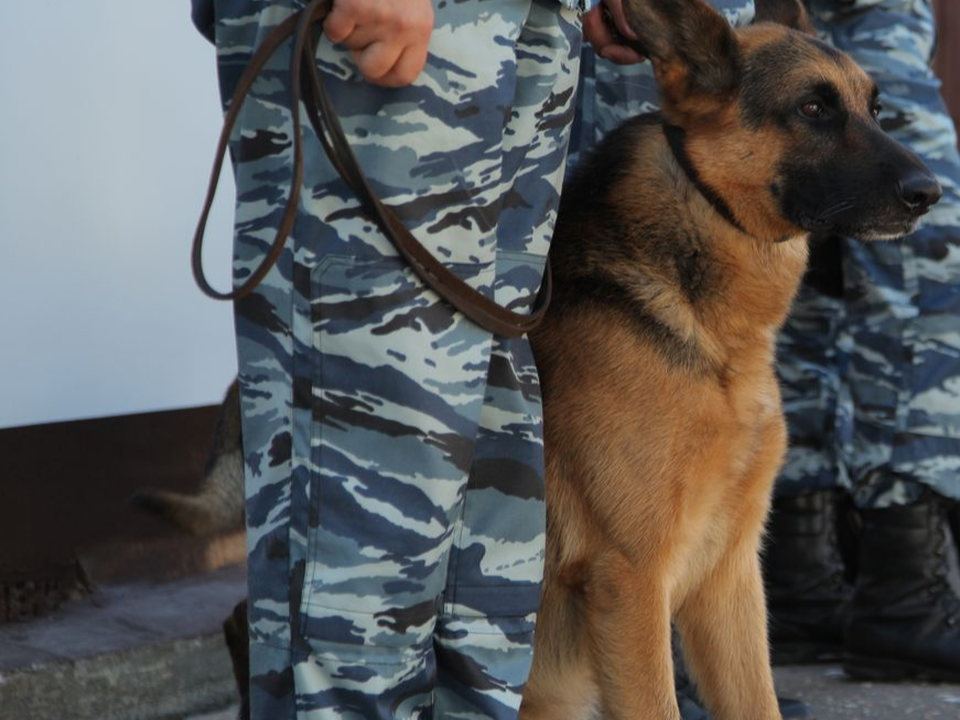 Полицейский-кинолог из Жуковского освободил водителя из автомобильного плена