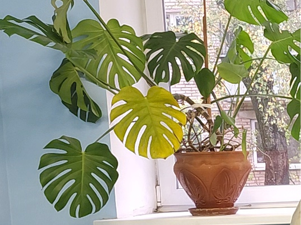 «Изгоняет» мужчин из дома: жуковчанка хочет избавиться от «зеленого монстра»