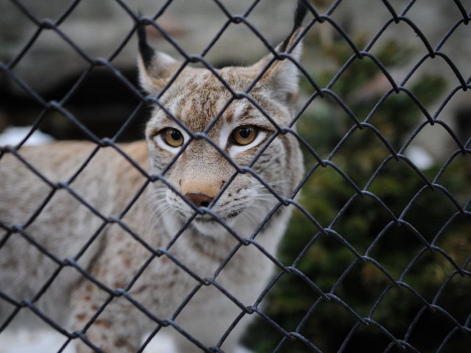 Дикие рыси вышли на охоту за домашними кошками в Дмитровском округе