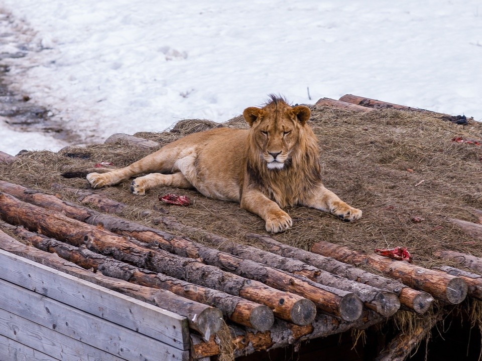 Царская потеха на снегу: как львы клинского приюта встретили первый снегопад