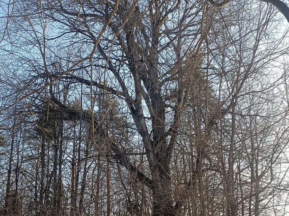 «Жемчужина» Талдомского леса: 200-летний тополь-гигант из Подмосковья внесли в национальный реестр