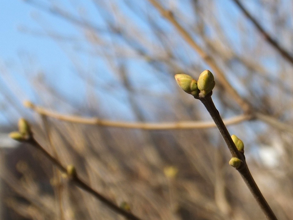 В Клину из‑за аномального тепла в ноябре набухли почки на деревьях
