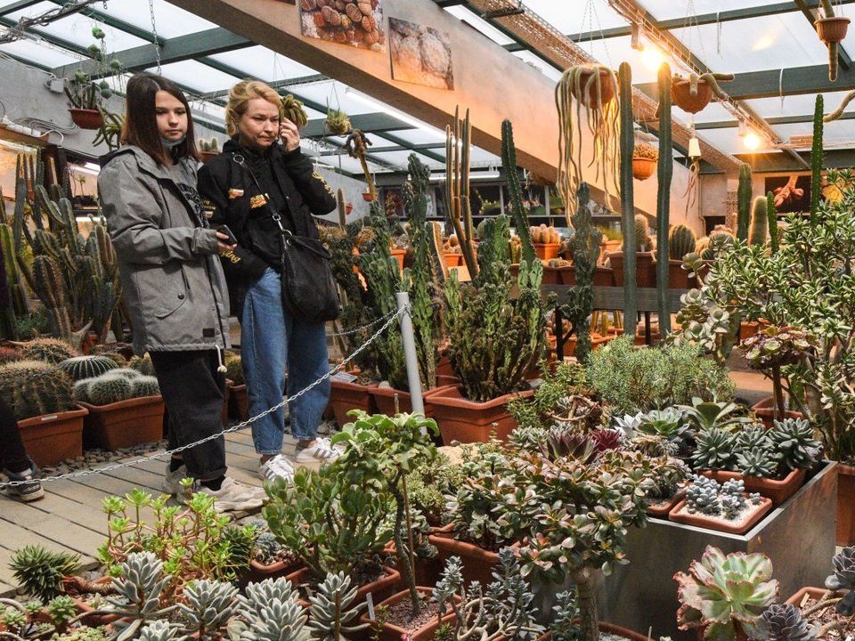 Только несколько дней: в столичном регионе расцвела орхидея-вампир