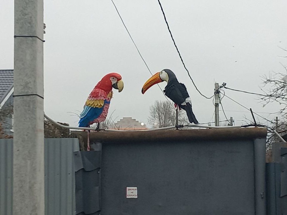 Тукана и какаду заметили на севере Электростали