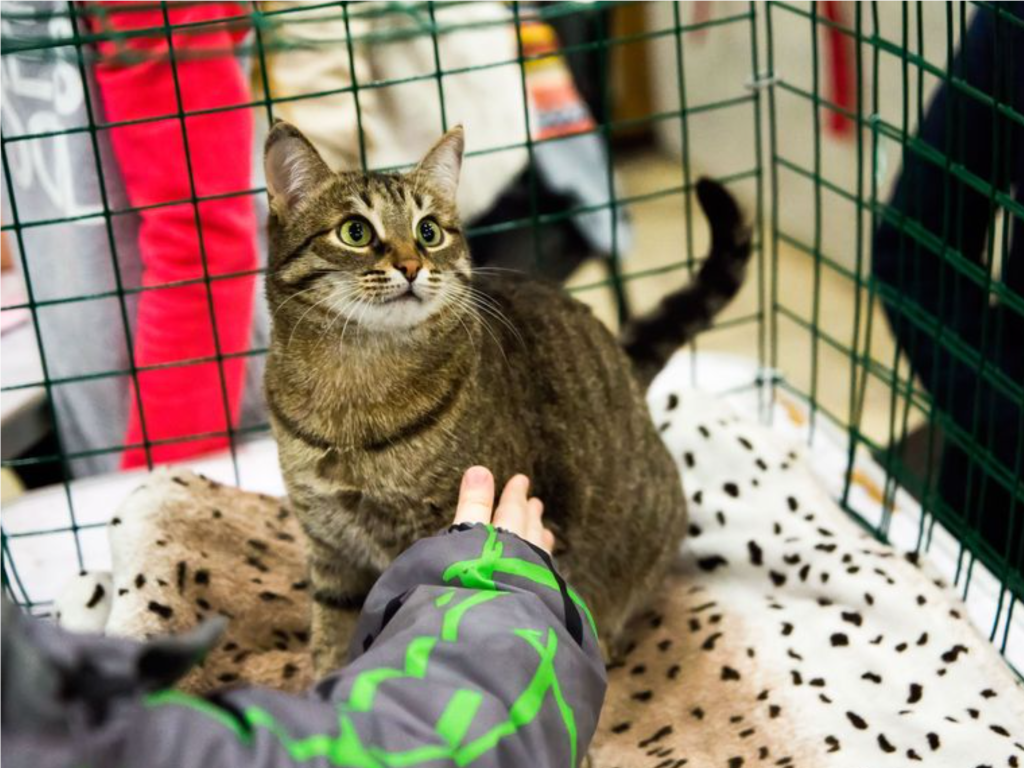 Как по мяуканью кошки определить погоду на год: приметы на 14 ноября 2025 года