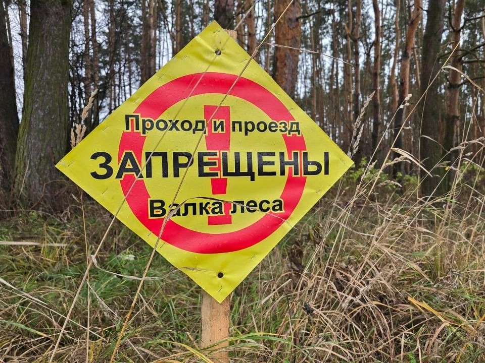 Ветви не оставляют просто так: зачем в лесу под Коломной жгут костры?