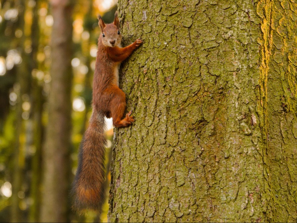 В Одинцове заметили редкую белку‑летягу из Красной книги