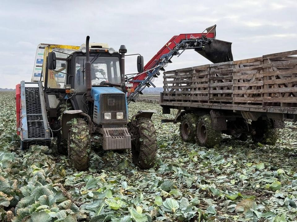 «Борщевой набор» по-луховицки: фермерское хозяйство завершило уборку овощей