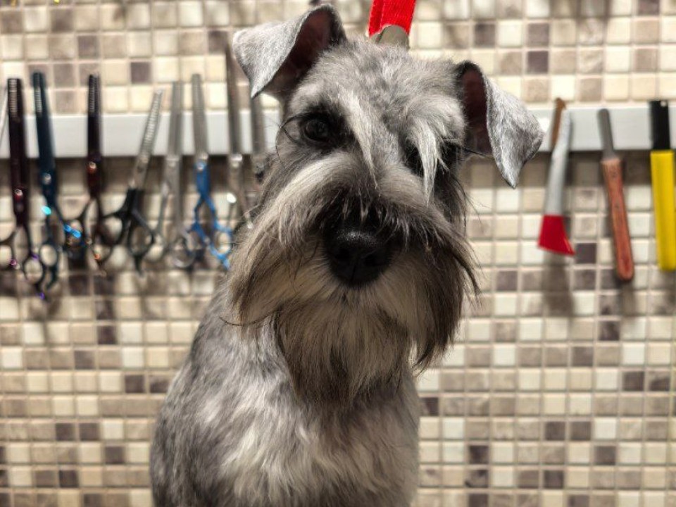 «Стойкое ощущение, что ее куда-то увезли»: под Истрой ищут пропавшую собаку породы цвергшнауцер