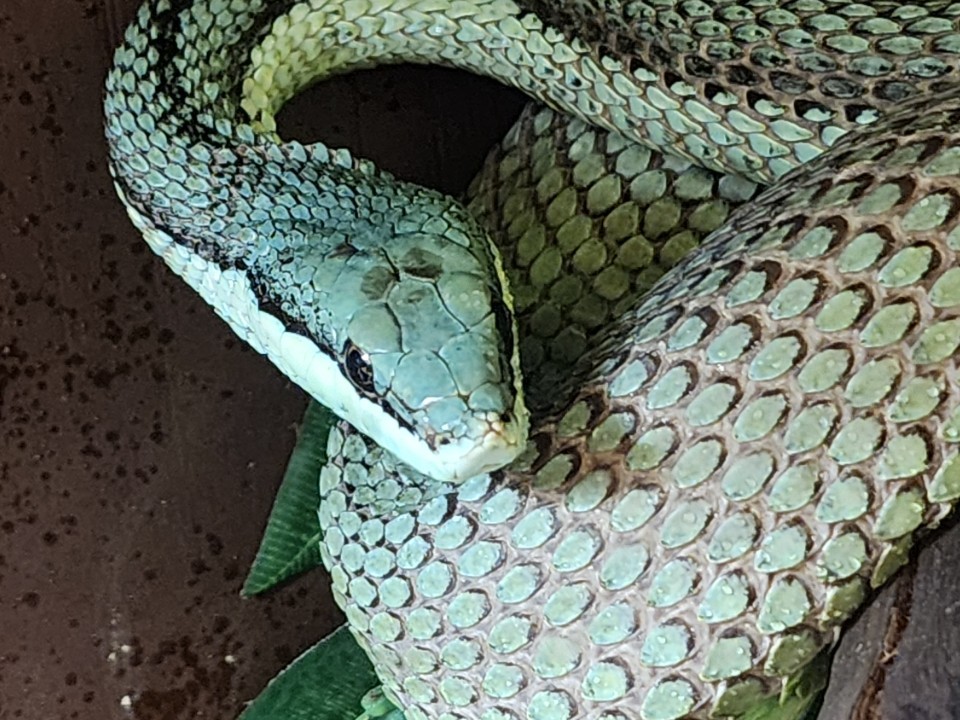 Змея в квартире!: как найти беглую рептилию и что делать, если она чужая