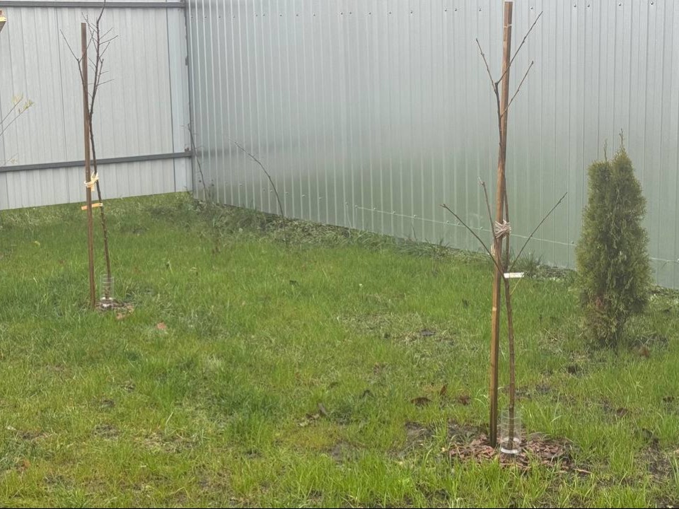 Садовод из Истры спасает плодовые саженцы от нашествия мышей мусором