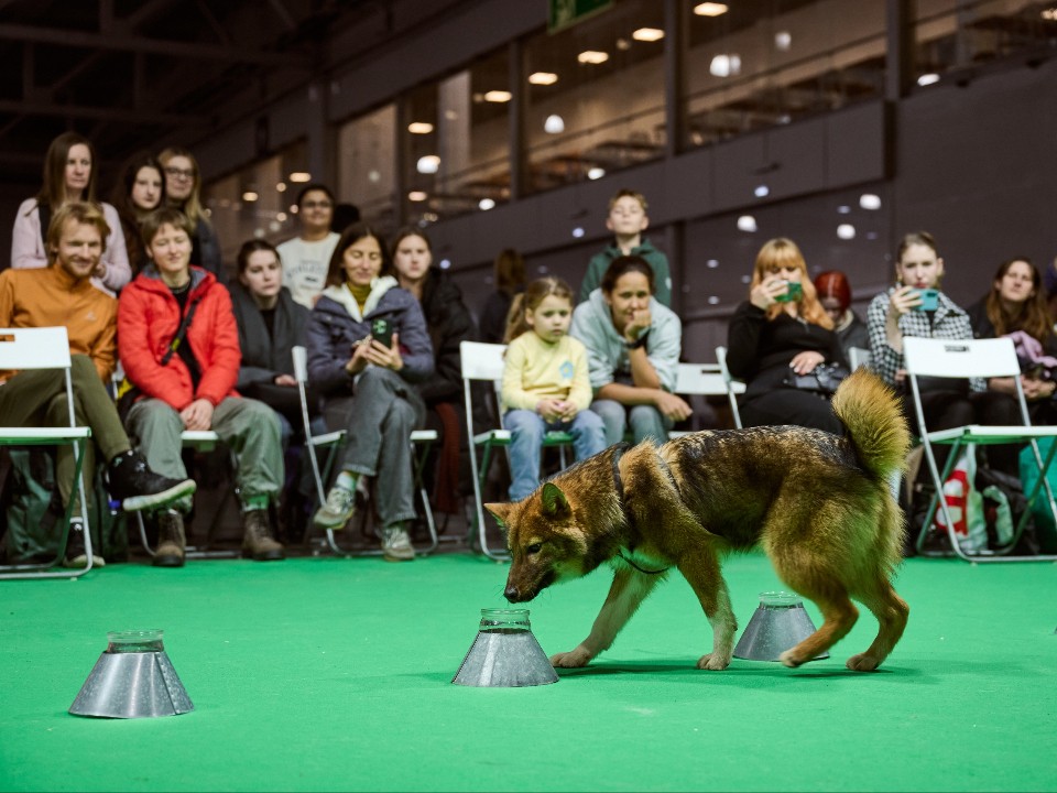 Питомцы хаски-деревни стали участниками кинологической выставки