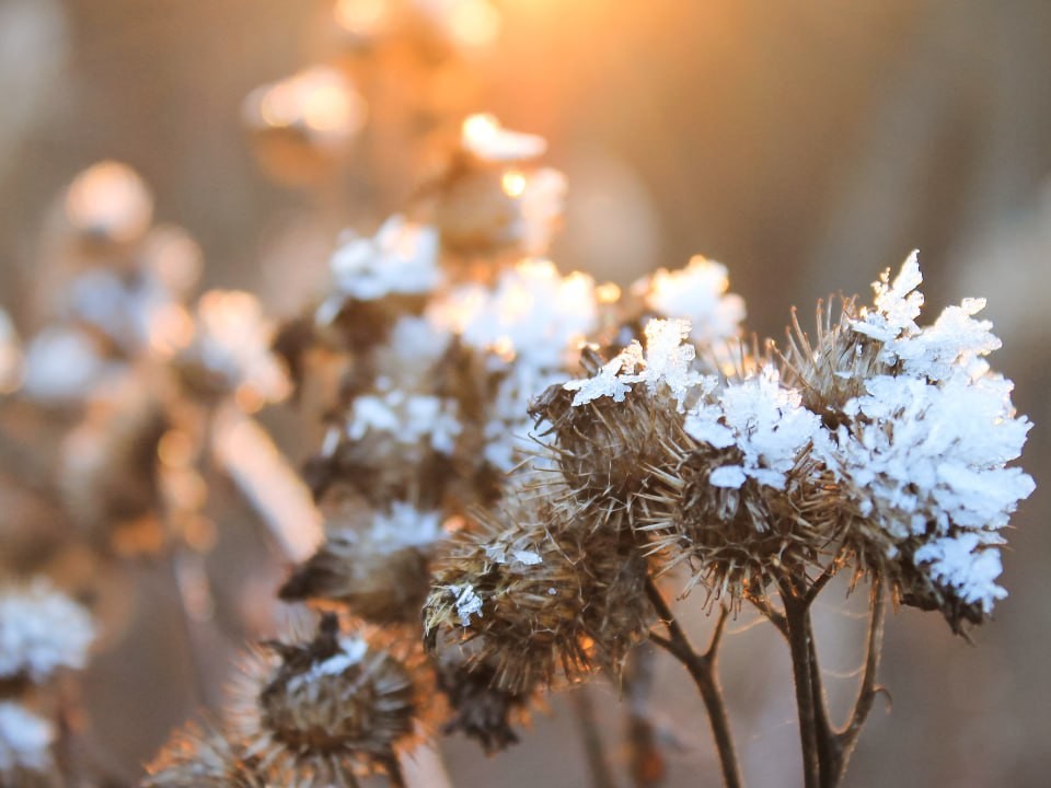 Заморозки в Подмосковье: где температура упала до -2 градусов