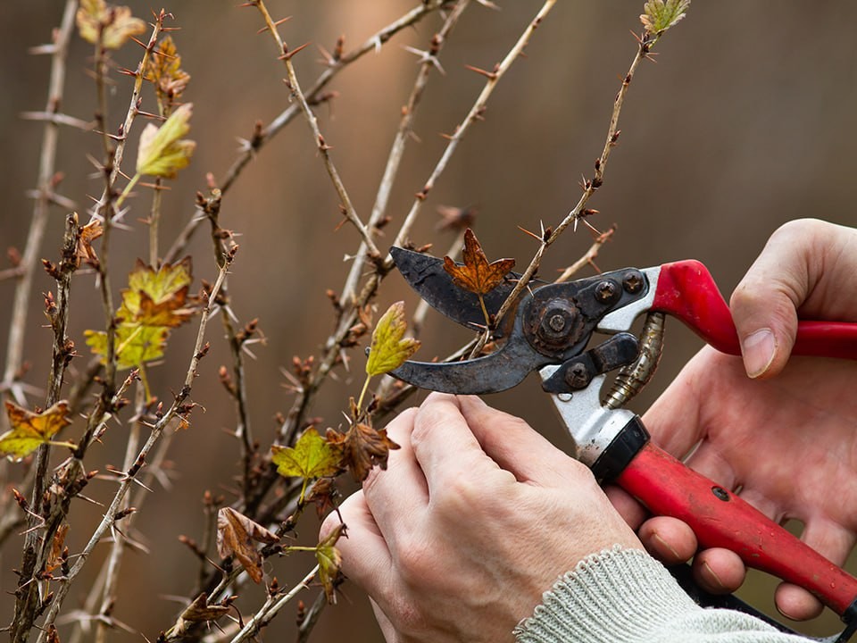 Прививка без ошибок: три надежных способа хранения черенков до весны