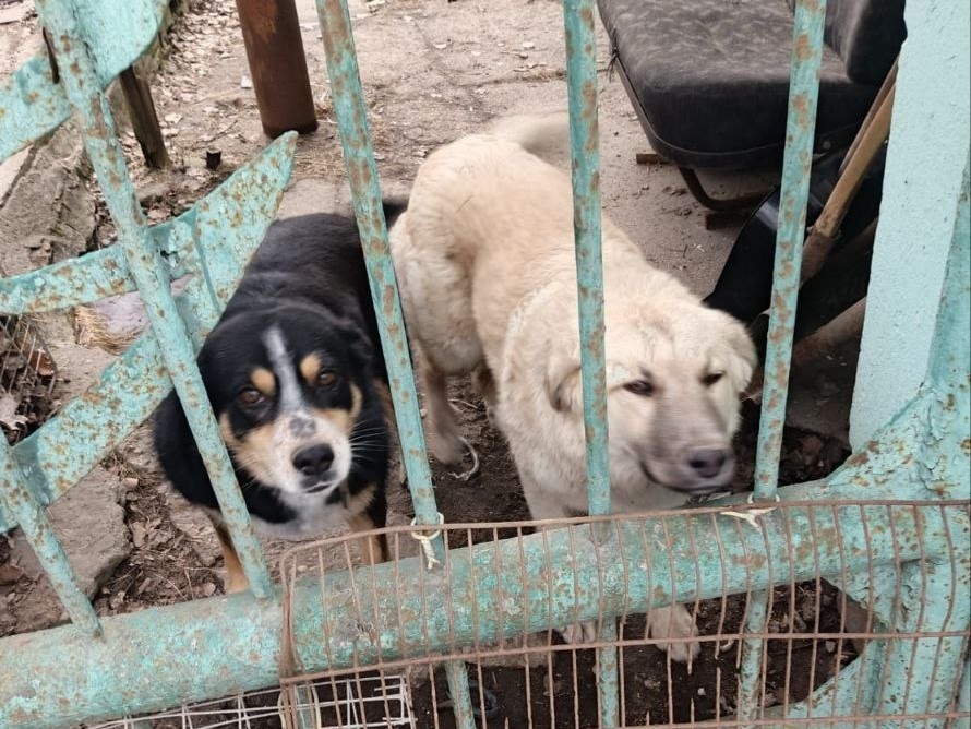 «Не выпускайте питомцев»: в Зендикове начали массово пропадать собаки