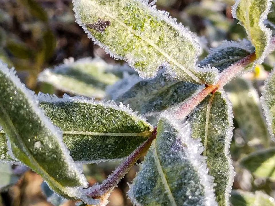Синоптик назвал точные даты прихода снега и морозов в Павловский Посад