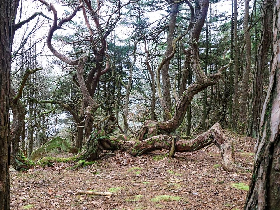 Как выжить в ноябрьском лесу Электрогорска
