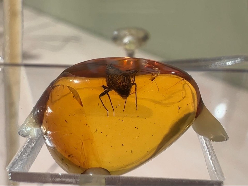 Миллионы лет в янтаре: в Балашихе открылась уникальная выставка