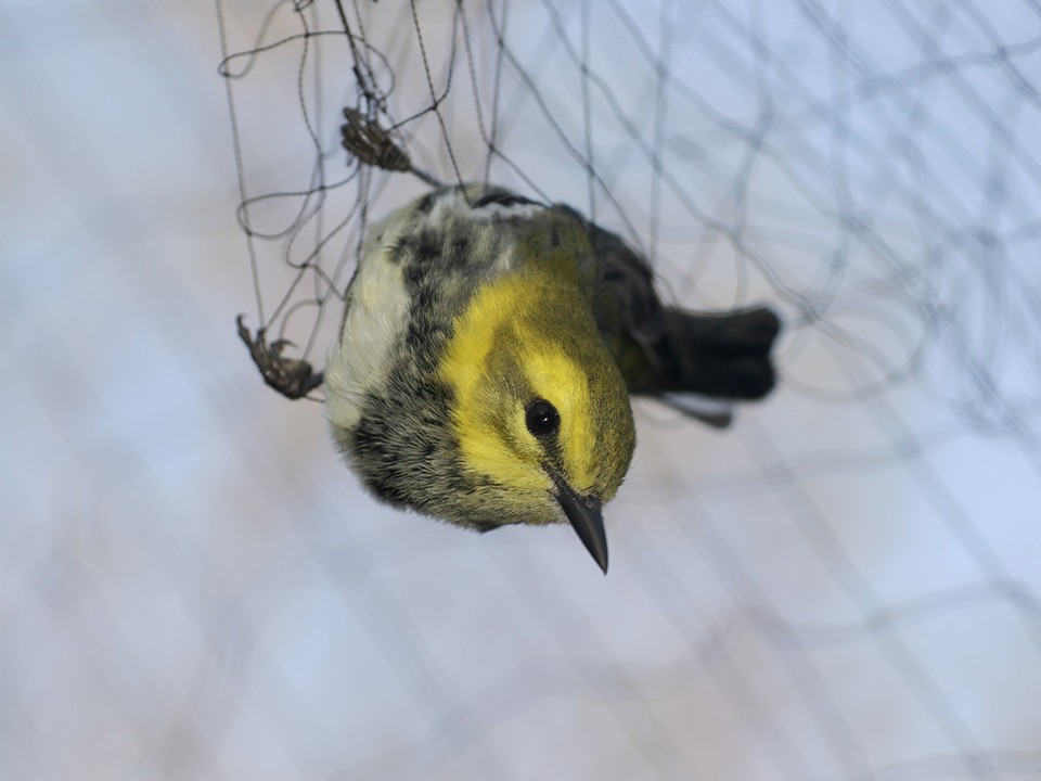 Житель Лобни проявил смекалку и спас птицу, запутавшуюся в леске