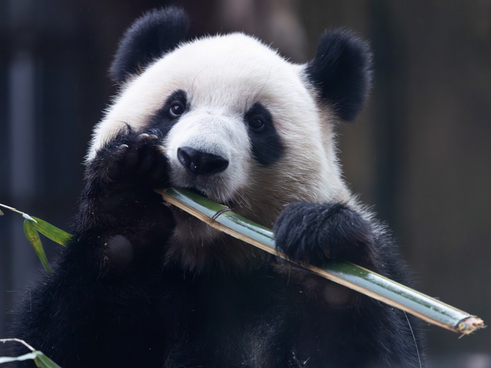 Панда-вундеркинд: умная Катюша удивила московский зоопарк способностями