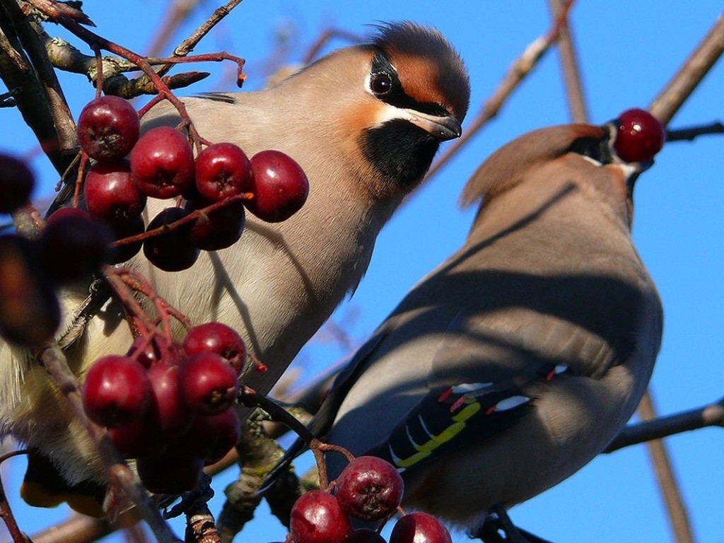 Первые стаи свиристелей начали прибывать на зимовку в Пушкинский округ