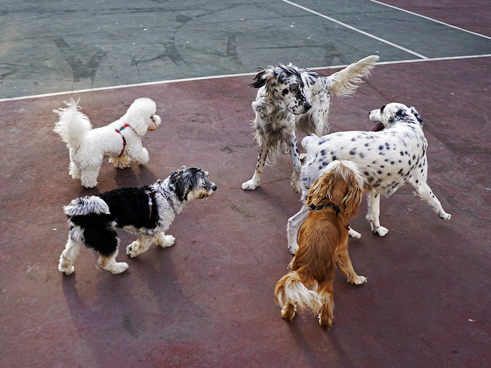 Собаководы в Балашихе проигнорировали правила выгула питомцев и оккупировали спортплощадку