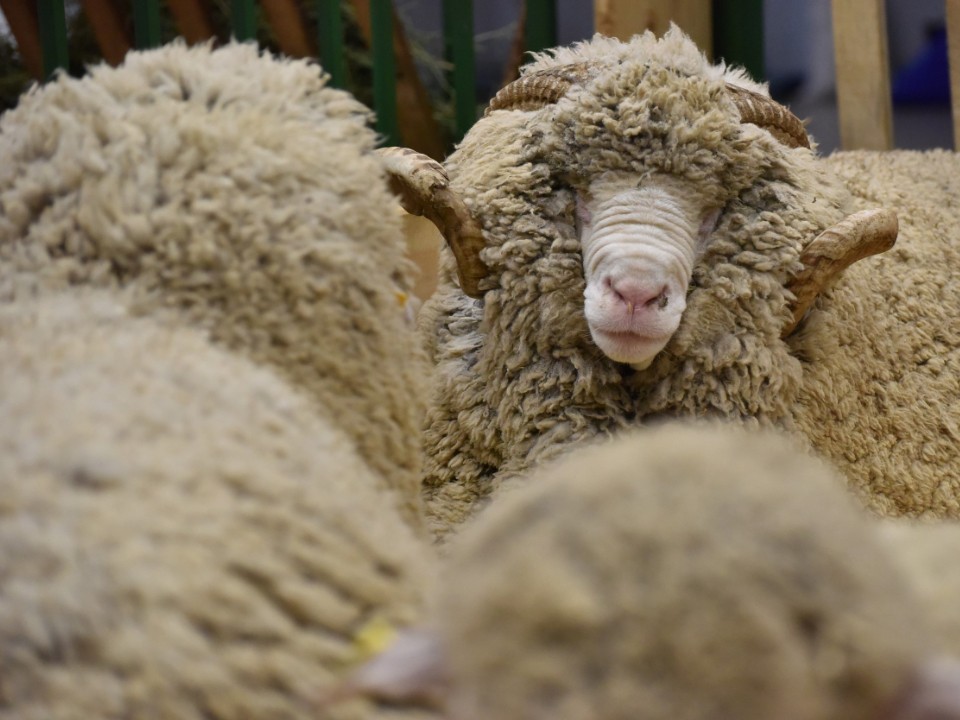 Им мало пастбищ: стадо овец вновь заявило свои права на улицу Шоссейную