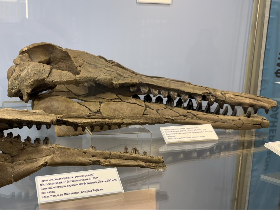 Зубы, челюсти и китовый ус: занимательную палеонтологию привезли в Коломну