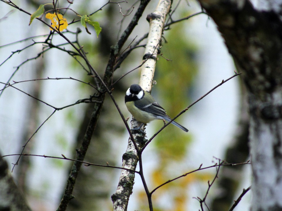 Дар исцеления и «именинный заяц»: истории и приметы, связанные с Синичкиным днем