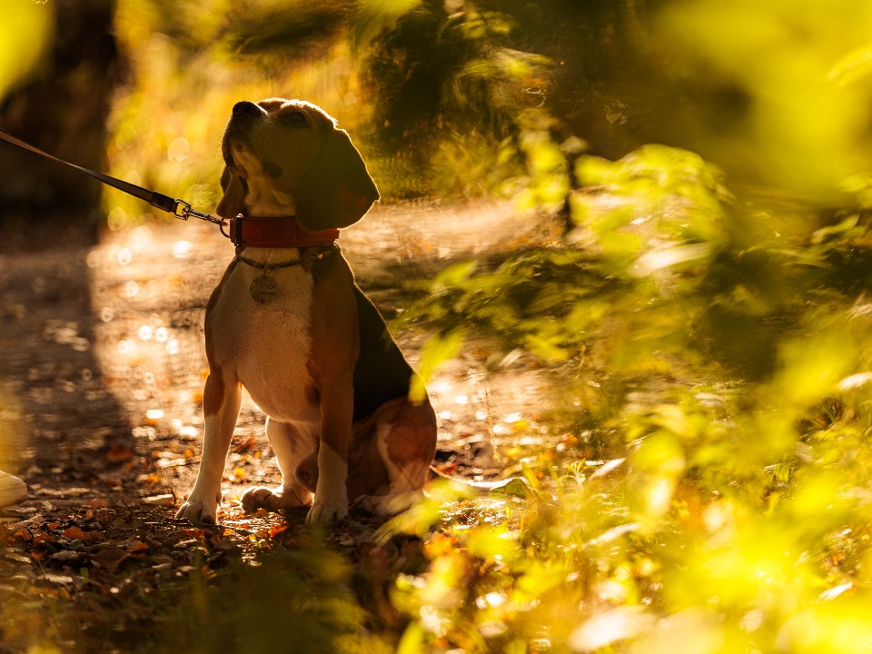 Собачка Соня ищет новый дом в Лотошине