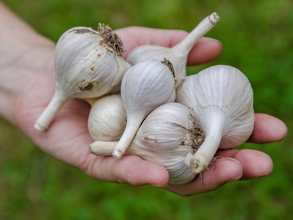 Чеснок в анусе и другие «бабушкины рецепты» довели до беды: о случае рассказал врач