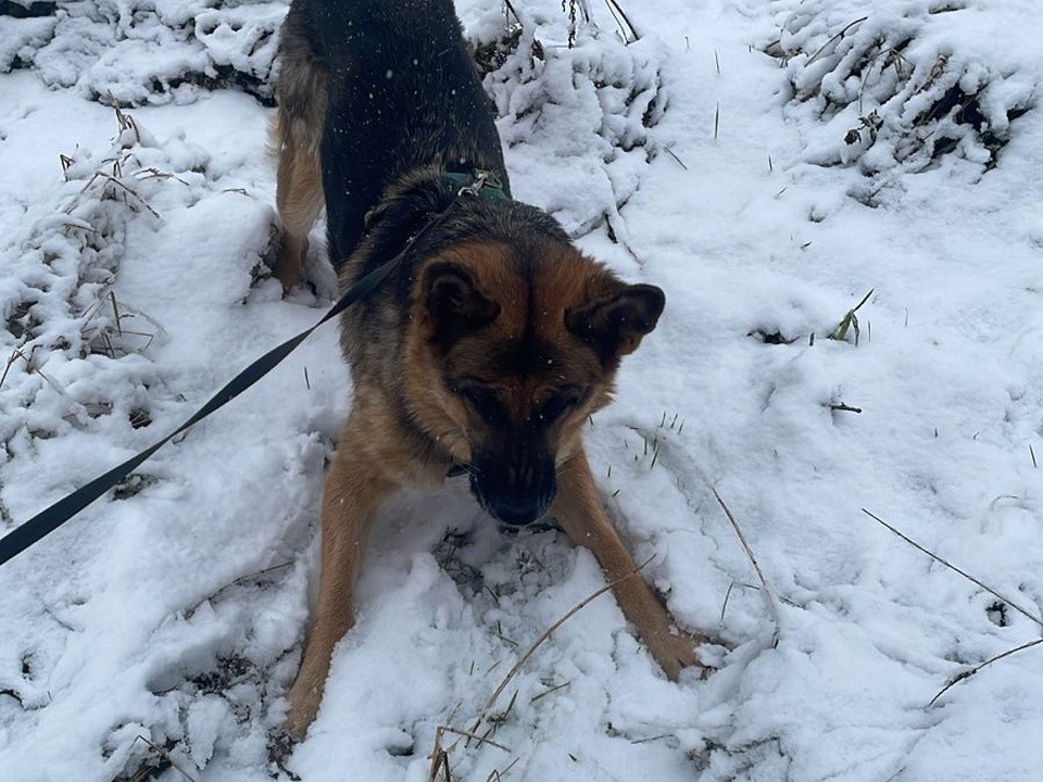 Домодедово укрыло первым снегом