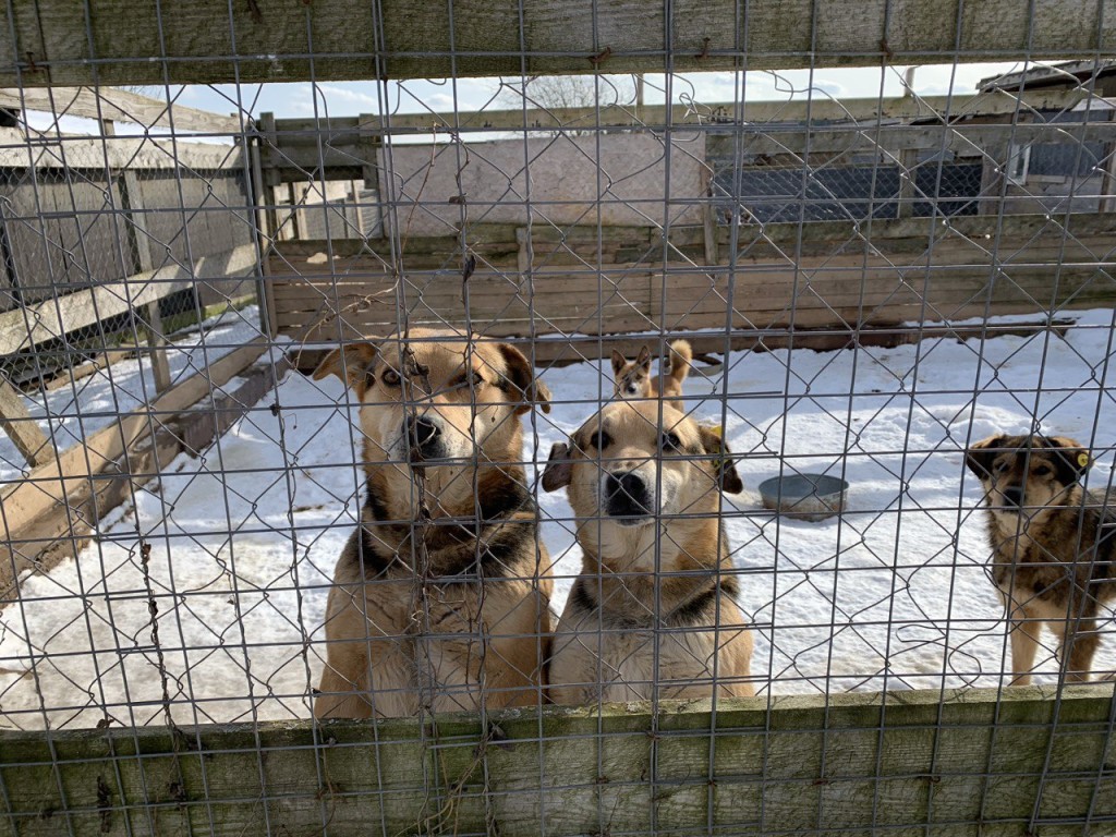 Осиротевшая «Гвардия»: волонтеры просят поддержать бездомных собак и кошек в Дивово