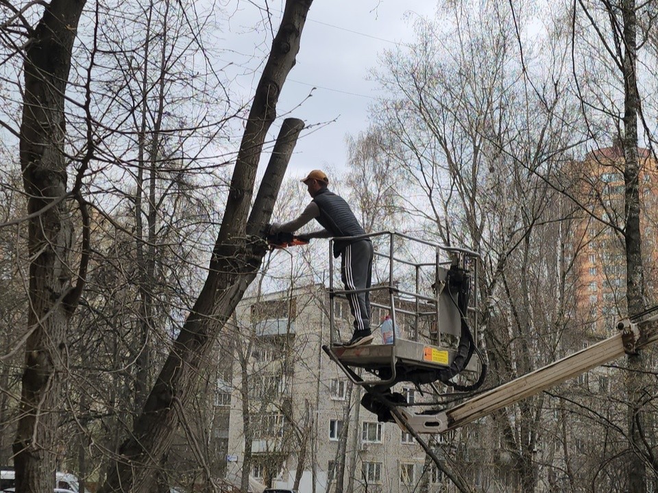 Деревьям на улице Менделеева сделают «стрижку», чтобы клинчане жили в светлых квартирах
