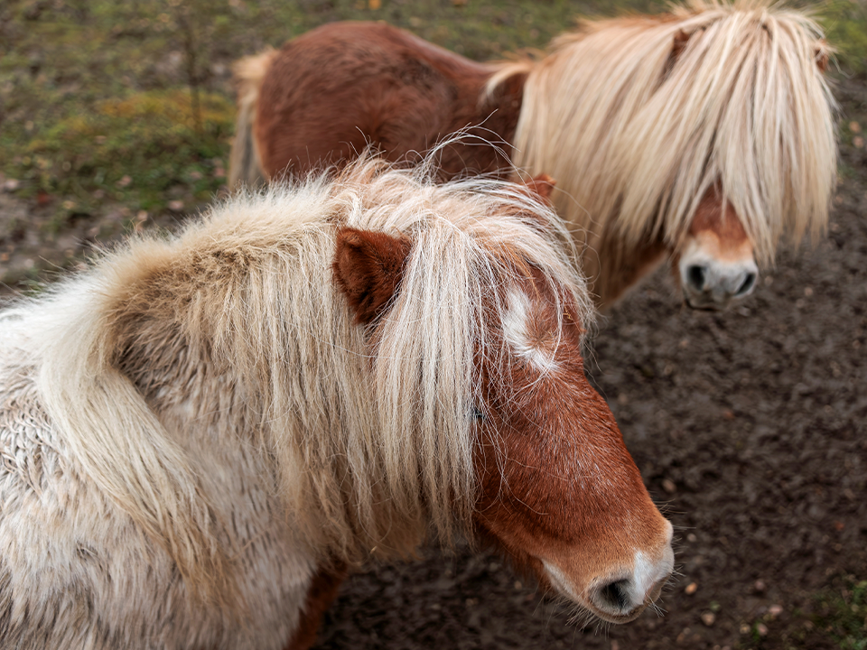 Ничего необычного: стадо пони заметили на подольской заправке