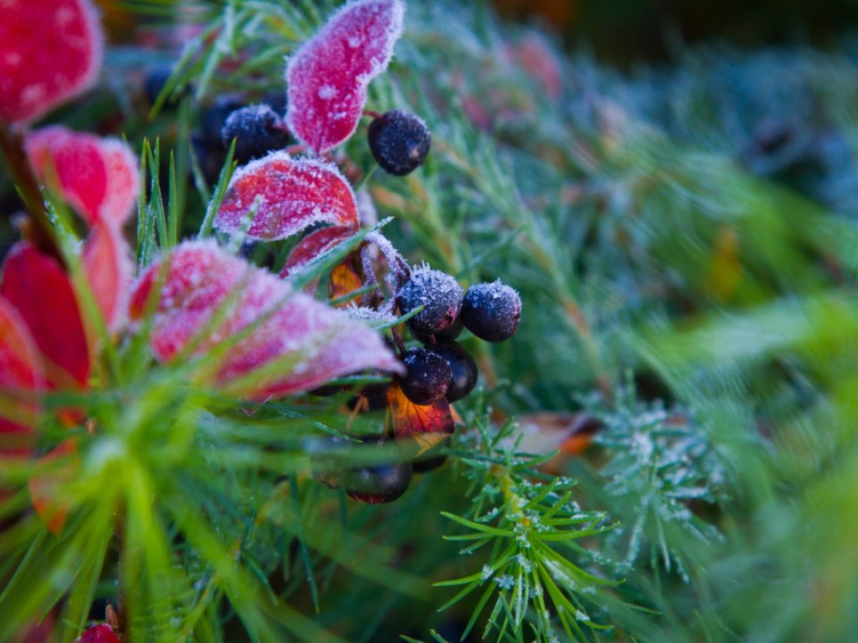 Зима в Подмосковье откладывается? Синоптик Тишковец сообщил, когда ждать настоящих морозов