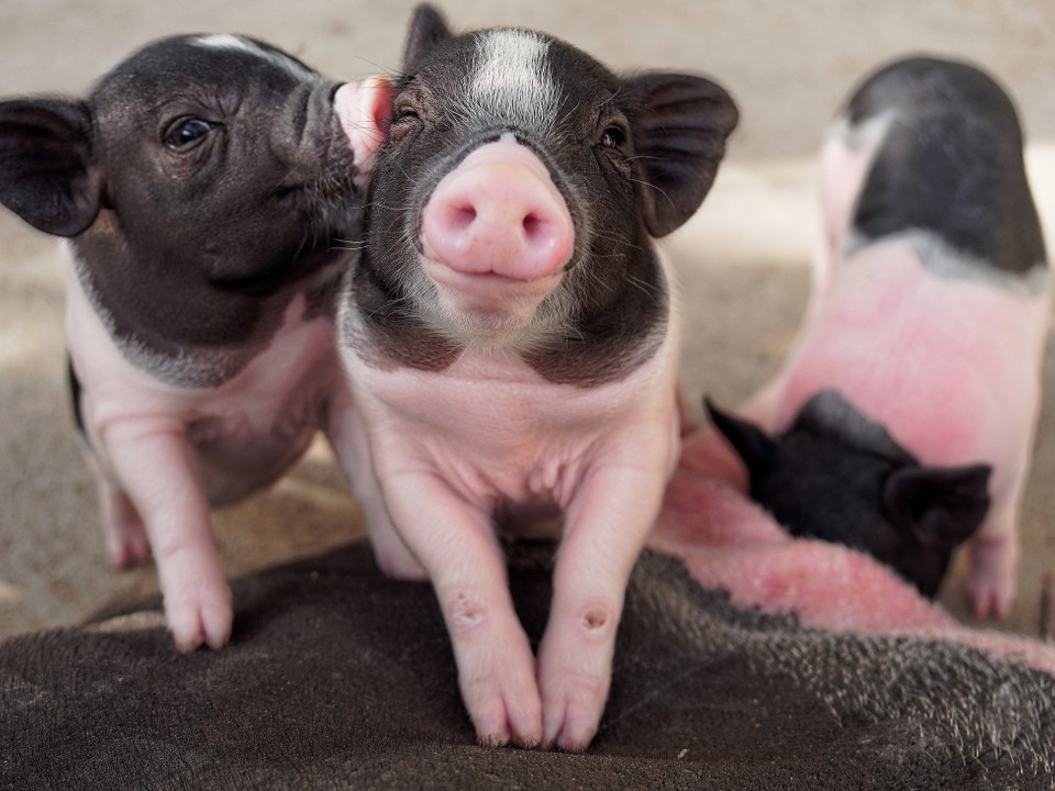В Балашихе хозяйка восемнадцати поросят обвинила соседку в ложном доносе