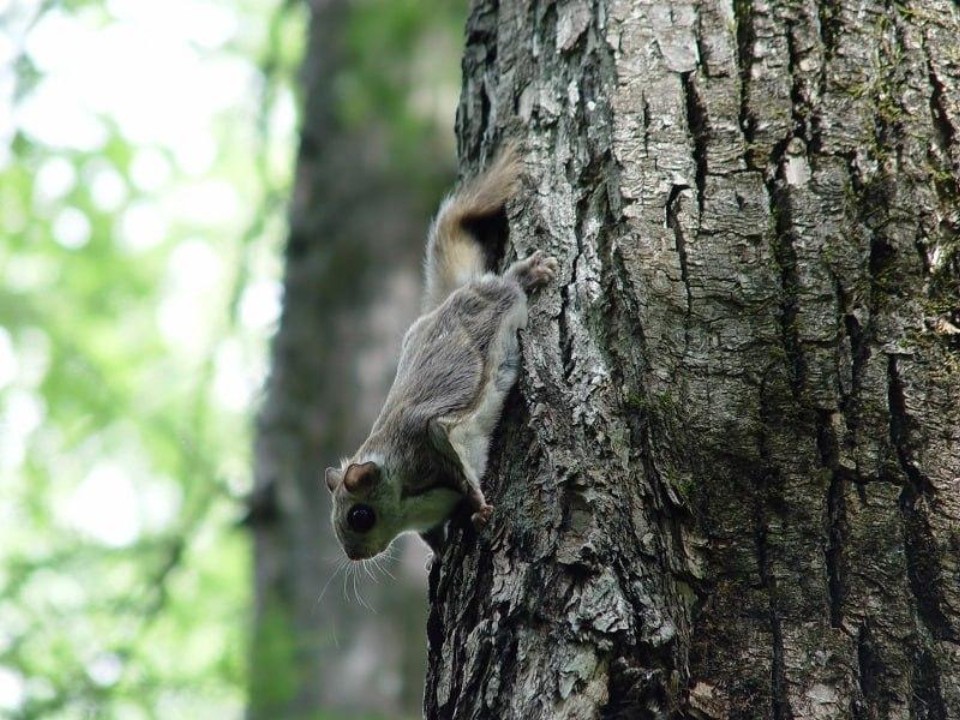 Сумеречный «летчик»: краснокнижная летяга осваивает новые территории в Подмосковье и готовит запасы к зиме