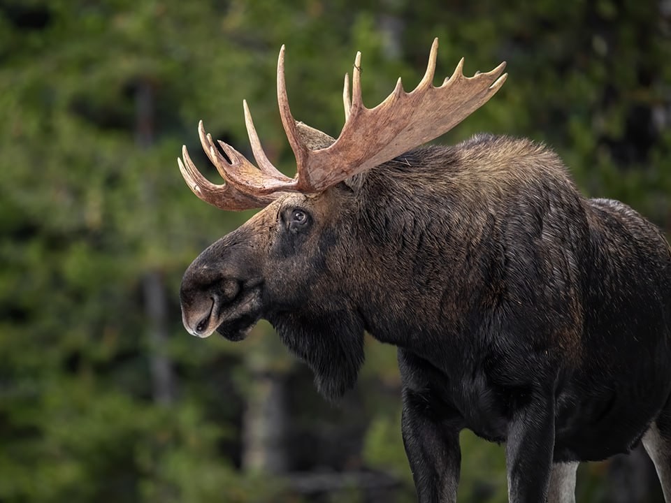 Король бензоколонки Яша заправляется морковкой и общается с водителями