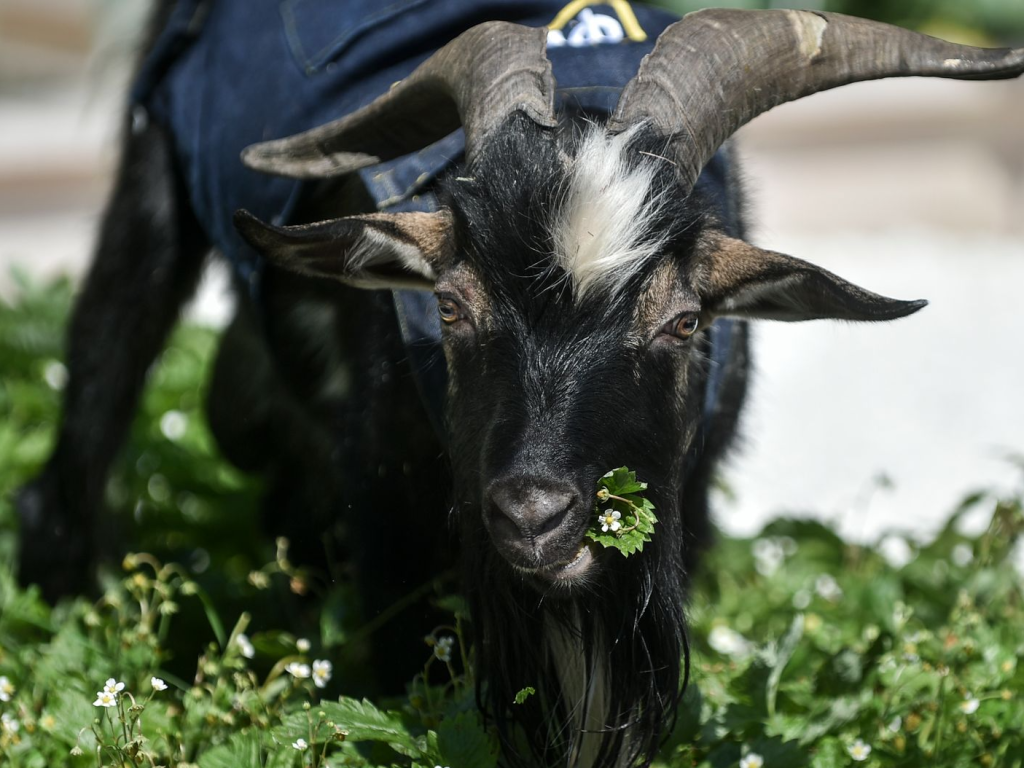 В Субботине ищут козленка-путешественника, который неделю гуляет по улицам и огородам