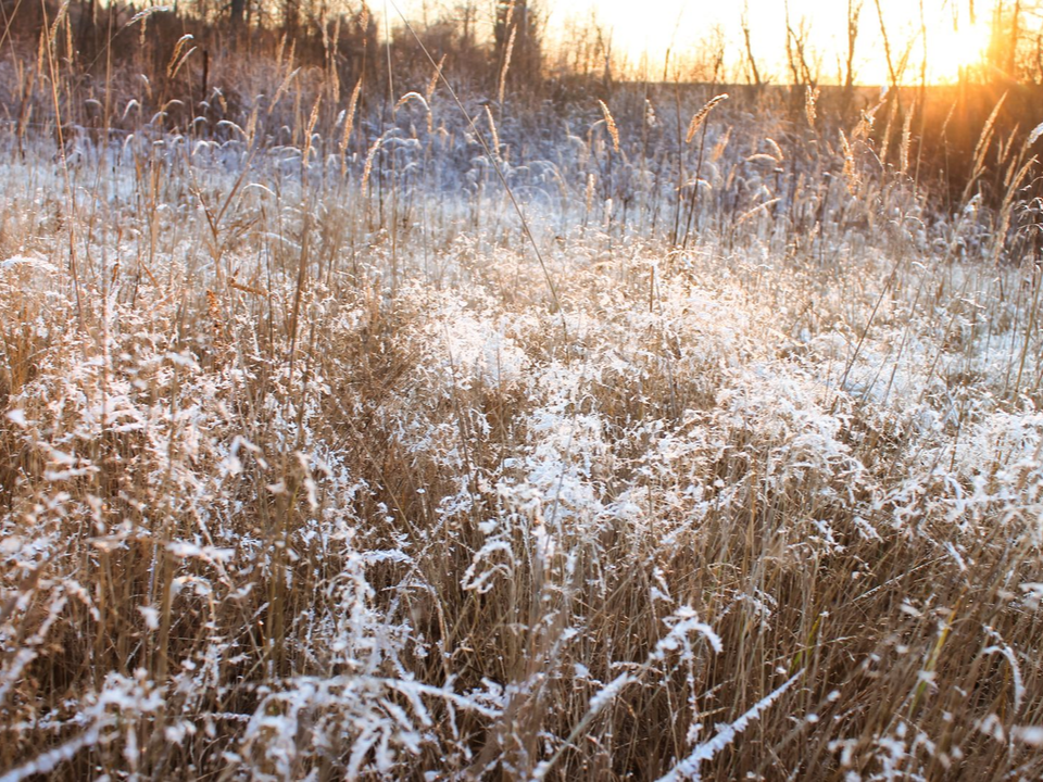 Теплу конец: синоптики назвали дни ноября, когда в Подмосковье придут морозы и выпадет снег