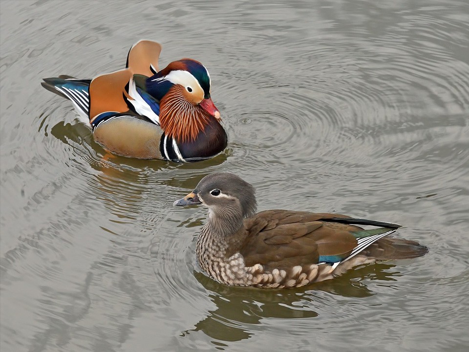 Утка-мандаринка осталась зимовать в компании крякв в Балашихе