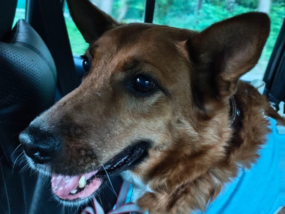 Собаку спасли в Пушкино от уличной жизни после выселения из магазина