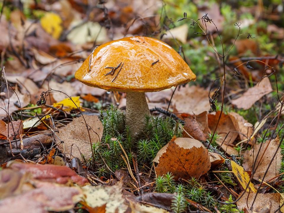 Какие грибы можно найти в лесу в ноябре, рассказали воскресенцы
