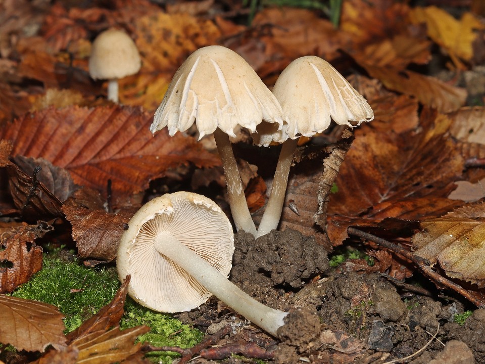 Деликатес или серьезная опасность: странные грибы у многоэтажек выросли в Путилкове