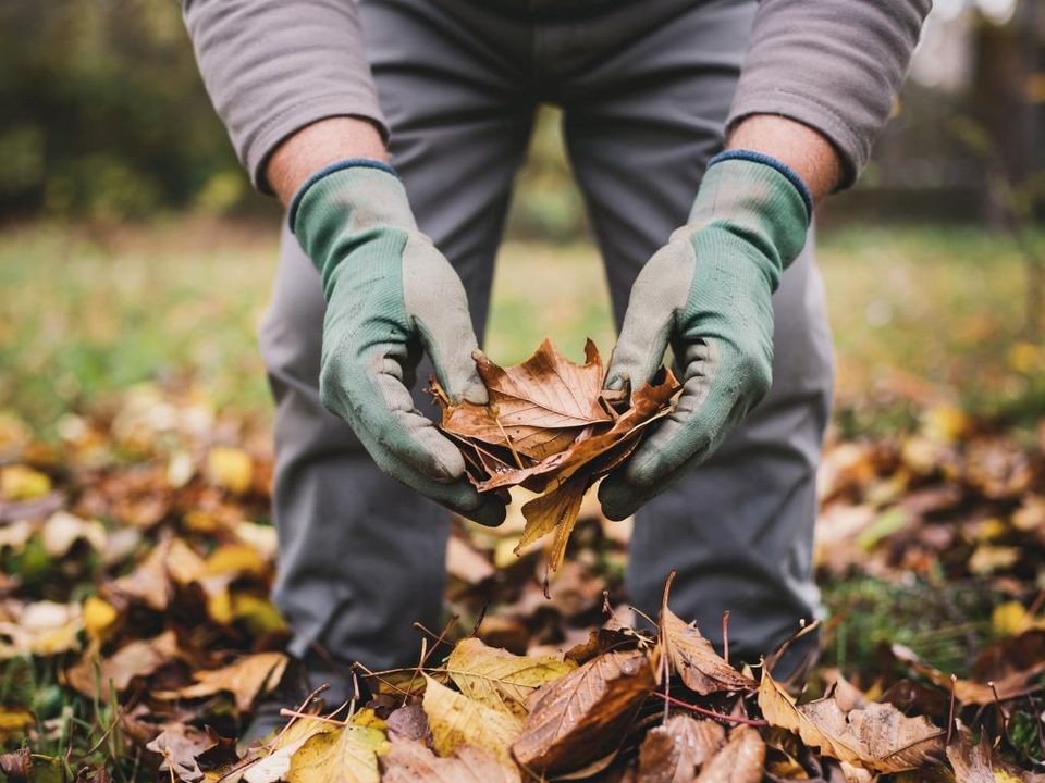 Почему оставлять опавшие листья в саду — ошибка, и как их превратить в бесплатное удобрение
