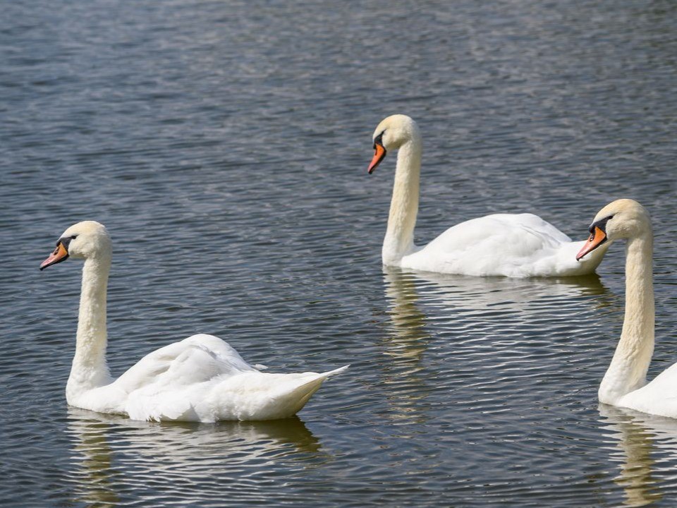 Забота о пернатых: лебеди-шипуны обустроились на зимовку в столичном зоопарке
