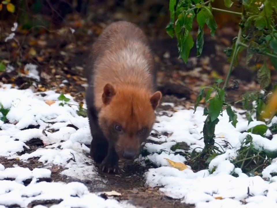 Милое видео: жители Южной Америки обрадовались снегу в Московском регионе