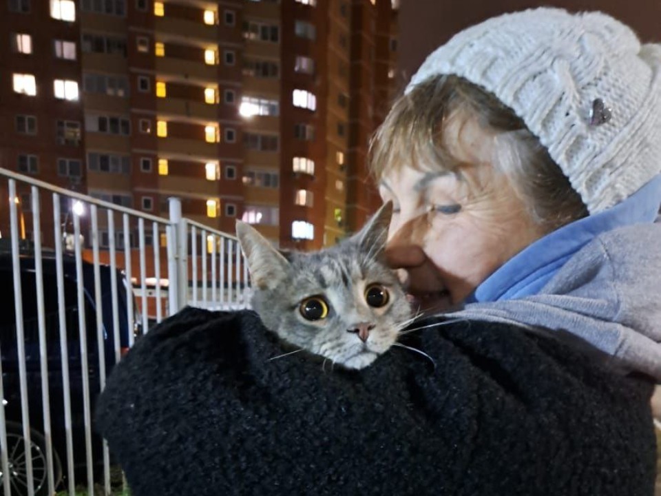 После пяти дней скитаний по Балашихе кот Мурчик вернулся к 93-летней хозяйке